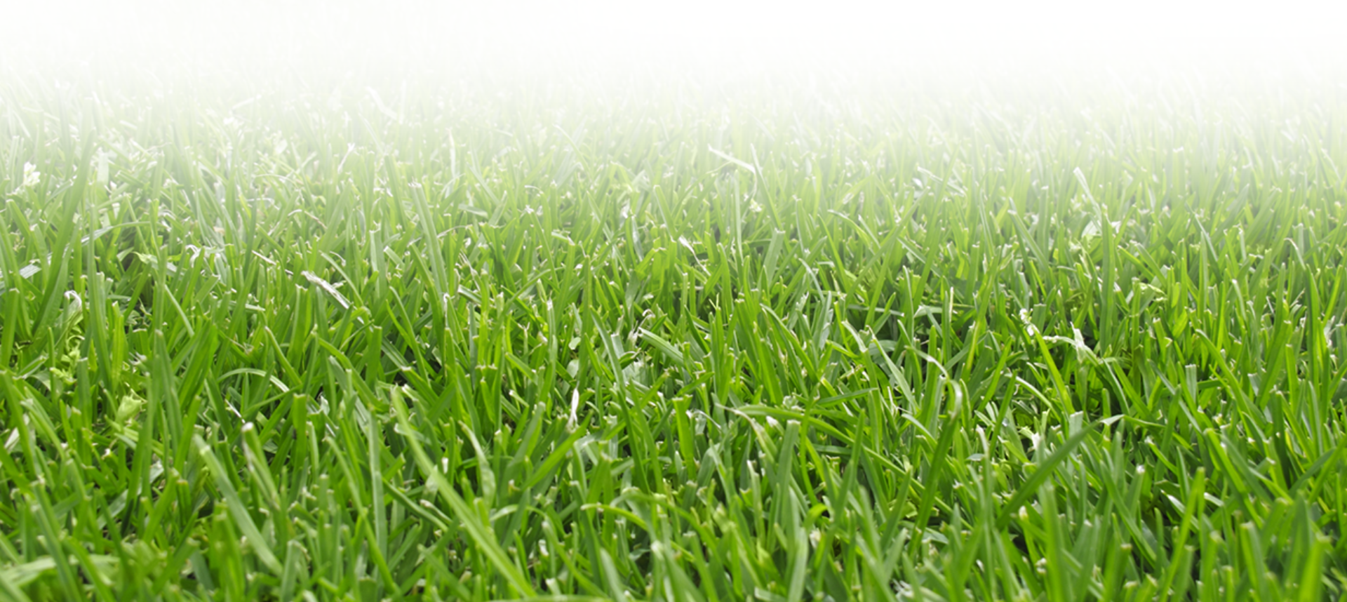 background of lawn
